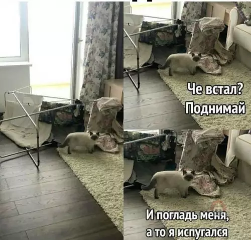 Смешная картинка №541438 Классика ?
