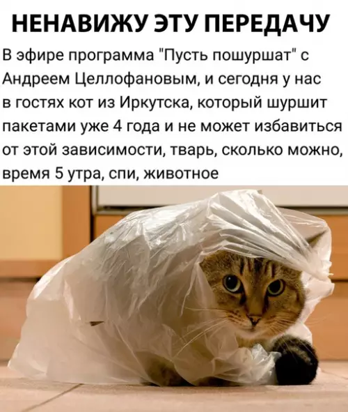 Смешная картинка №301120 кошки