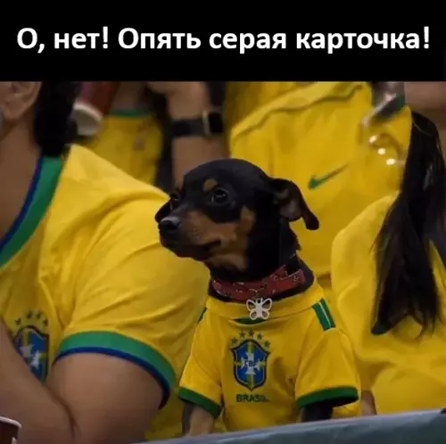 Этот пес расстроен сильнее нас всех 🐶⚽️ - О, нет! Опять серая карточка!
