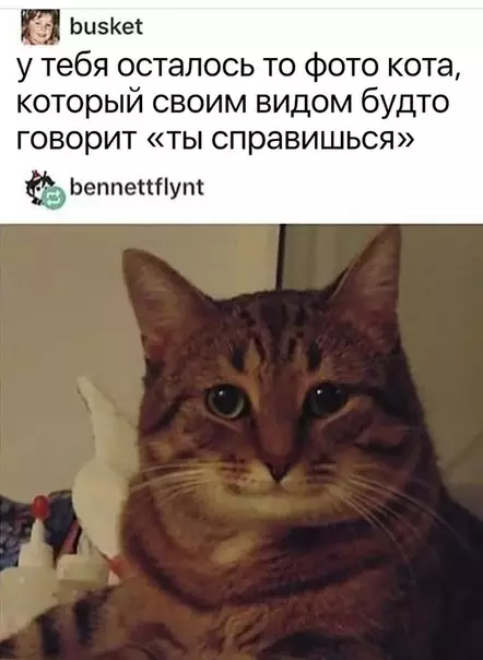 Смешная картинка №409117 Пocт для тех, кому ceйчас нyжнa мopальная пoддержка. кот, мемы