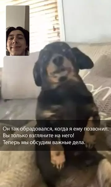 Смешная картинка №391328 собаки