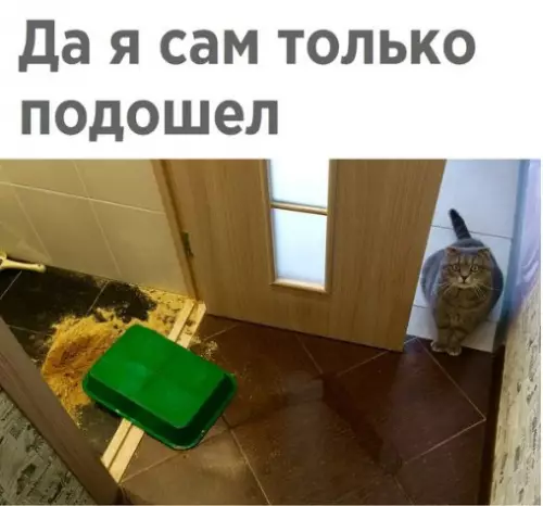 Смешная картинка №224992 коты