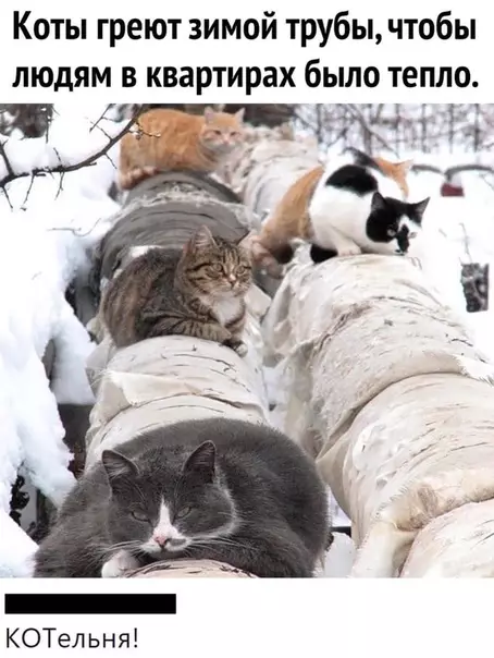 Смешная картинка №539177 КОТельня коты