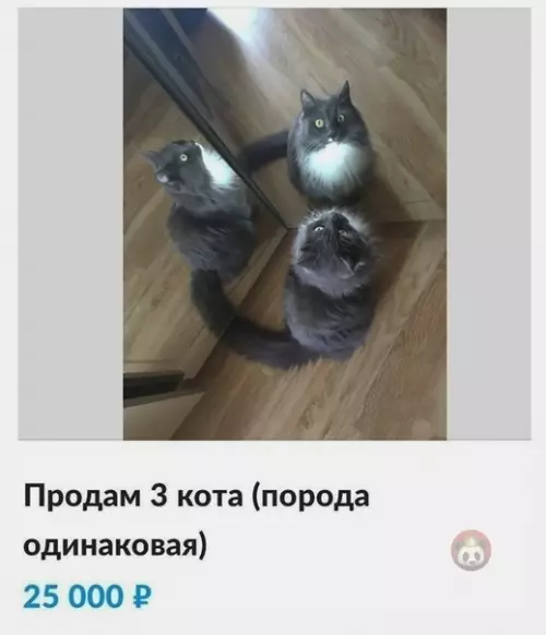 Смешная картинка №497209 Кто понял в чем подвох?)