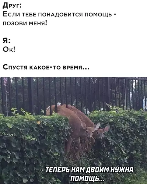Смешная картинка №539059