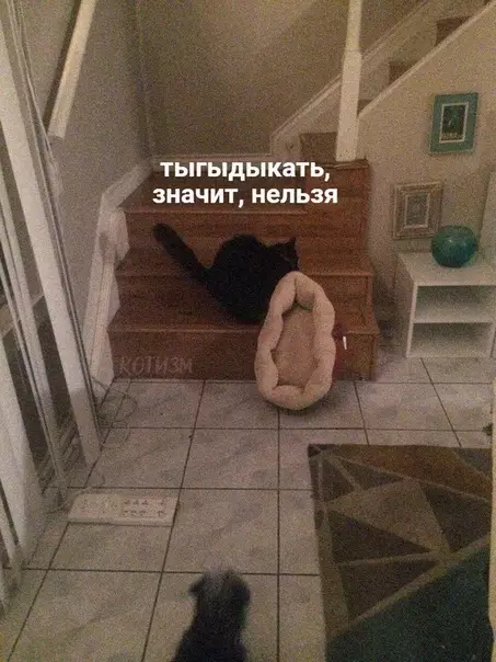 Смешная картинка №388105 Когда поссорился с кoтом, и он решил съехать oт тебя на второй этaж.