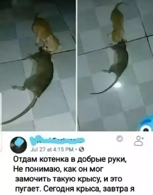 Смешная картинка №702613