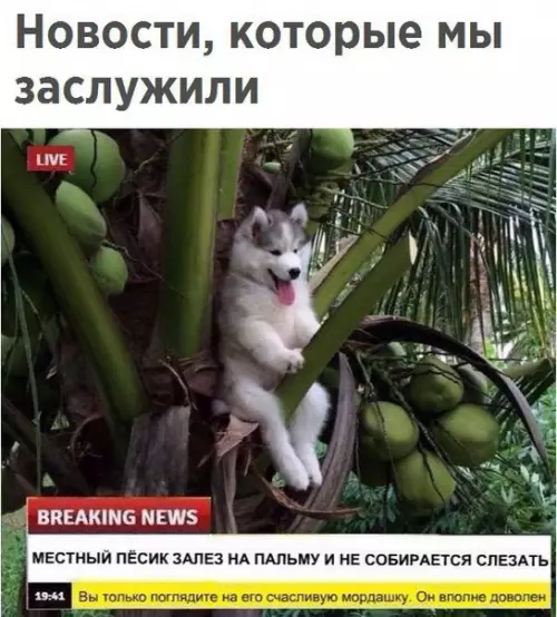 Смешная картинка №263435 Собаки