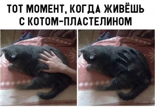 Смешная картинка №302227 кошки