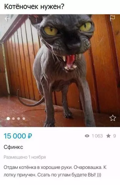 Смешная картинка №256291