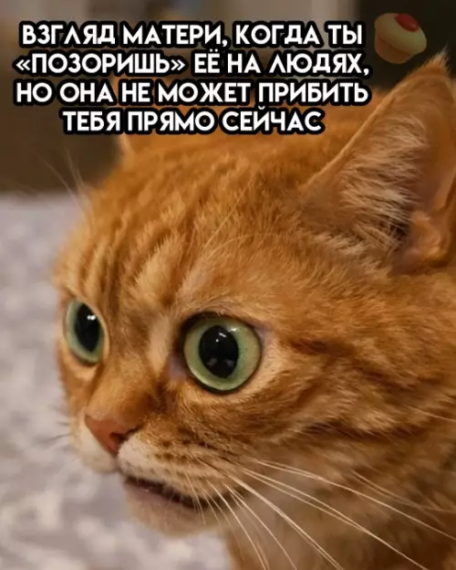 Смешной взгляд кота