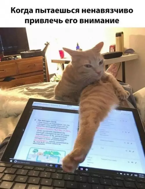 Типичный понедельник с котом 😼 - Когда пытаешься ненавязчиво привлечь его внимание
