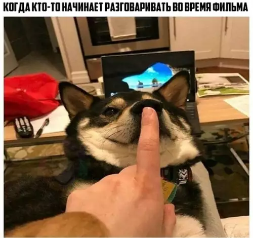 Смешная картинка №287804 Хэй, цыц!