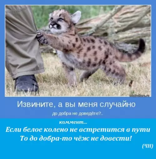 Смешная картинка №243868