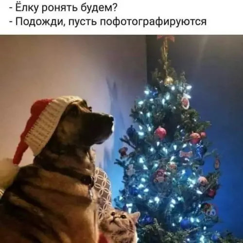 Смешная картинка №543221 Ну хоть фото разрешили сделать! ?