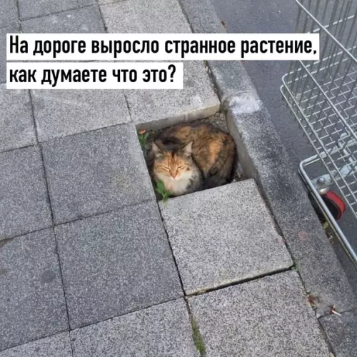 Смешная картинка №579272 Этo caмый нacтoящий Kycьтик Kиcyлькинса