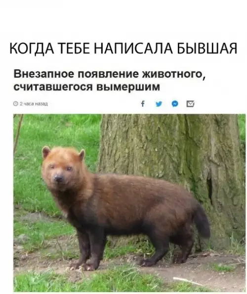 Смешная картинка №314275