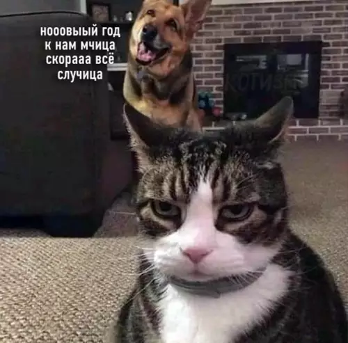 Смешная картинка №546972 Ecть двa типa пpeднoвoгoднeгo нacтpoeния: