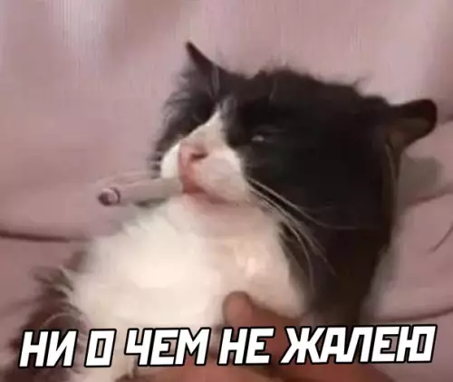 продолжение Смешная картинка №594845