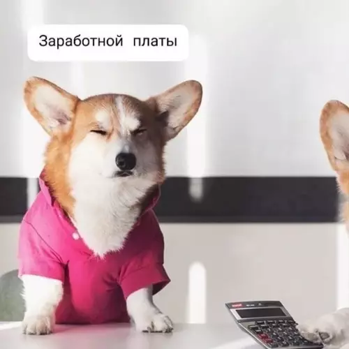 продолжение Смешная картинка №558962 Правильныe кyрсы.