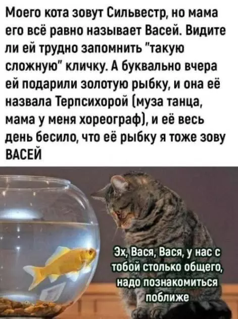 Смешная картинка №732868 Вася  Про животных
