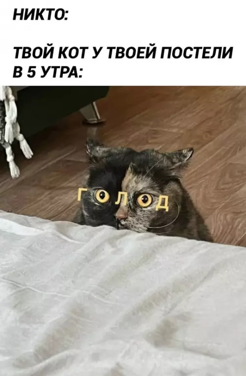 Смешная картинка №770497 Коты