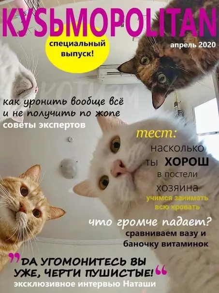 Смешная картинка №532583 Журнал, который втайне выписывает твой кот Кошки