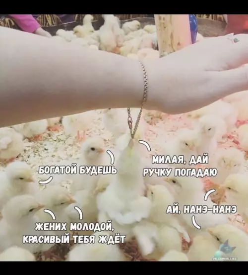 Смешная картинка №384029
