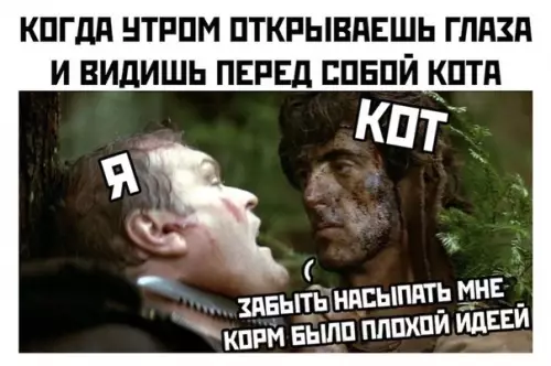 Смешная картинка №480120 Коты