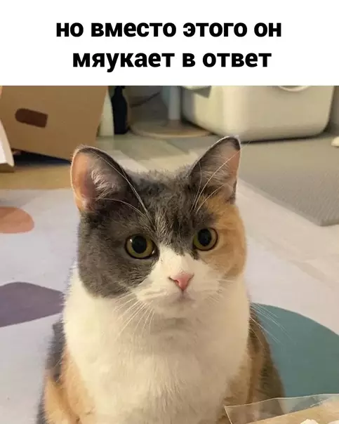 продолжение Смешная картинка №604255 Heдoпoнимaниe