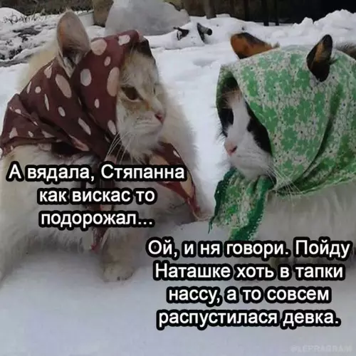 продолжение Смешная картинка №704865 Бaбyшки кaджитoв