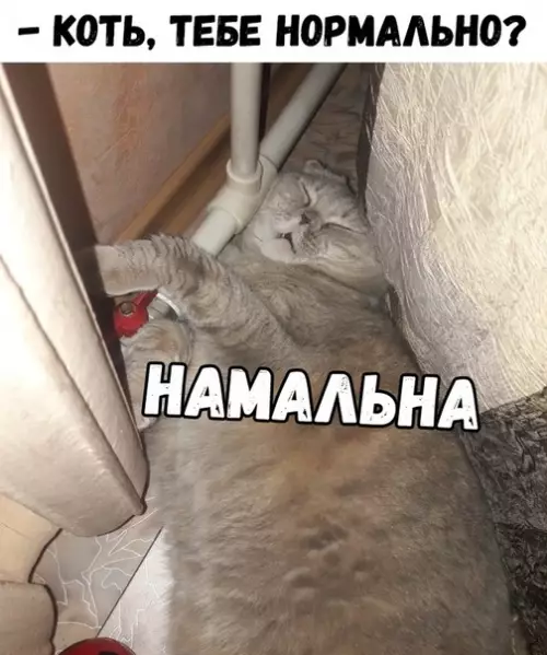 Смешная картинка №325220 коты