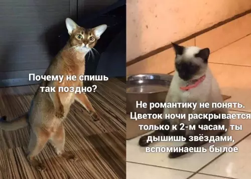 Смешная картинка №500290