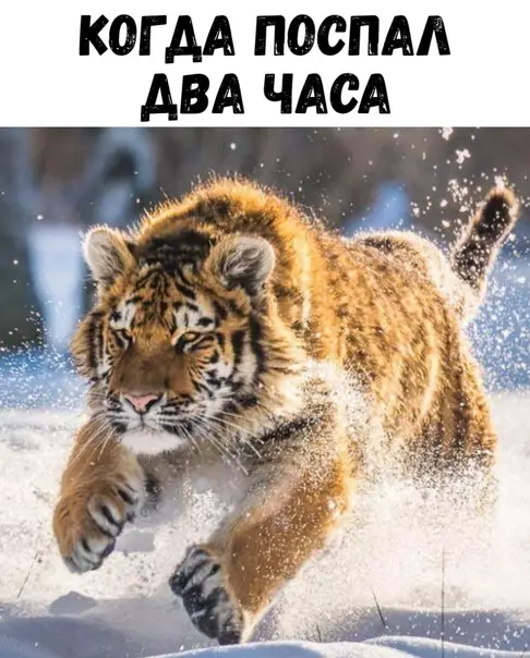 Смешная картинка №409126 Жиза