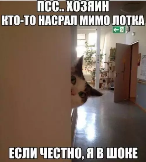 Смешная картинка №173886 коты