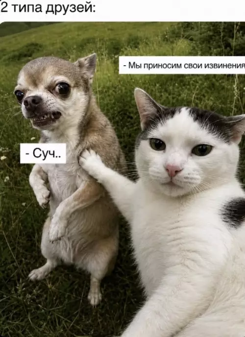 Смешная картинка №822686 Друзья