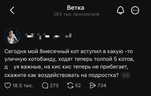 Кот стал авторитетом 😼 - Сегодня мой 8месячный кот вступил в какую-то уличную котобанду, ходя
