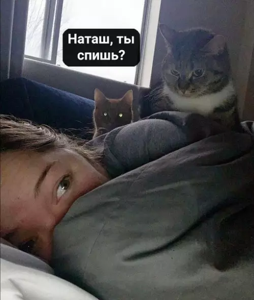 Смешная картинка №487599 Если ты думала, что поспишь подольше в воскресенье, то нет наташа, пасха, кошки