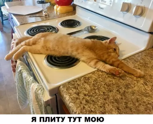 Смешная картинка №286137 кошки