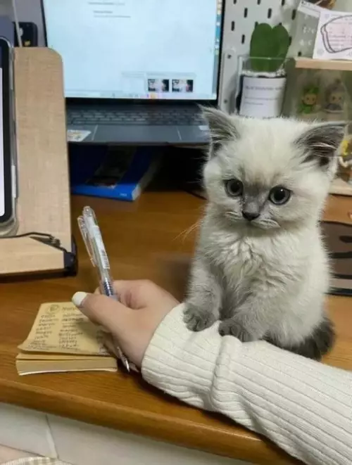 Смешная картинка №671092 Коты
