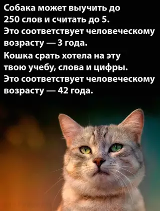Смешная картинка №668748 Koшaчья мyдpocть