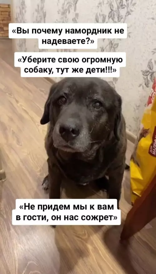 Смешная картинка №632201 собаки