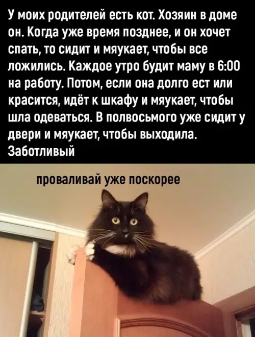 Смешная картинка №735264 Хозяин Коты