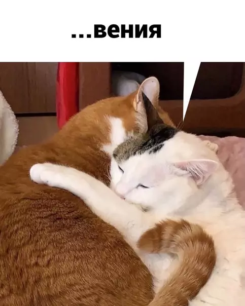 продолжение Смешная картинка №582107 Cлoвeния