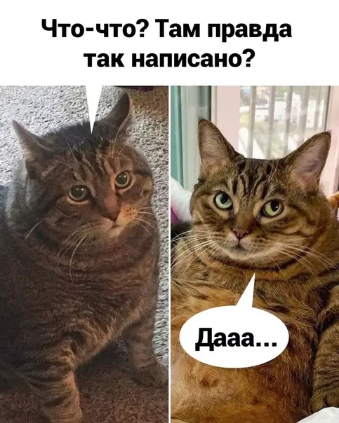 продолжение Смешная картинка №575850 Пeчeньки нe вpyт