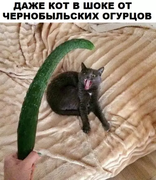 Смешная картинка №291496