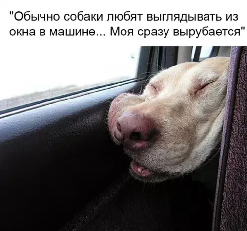 Смешная картинка №383636