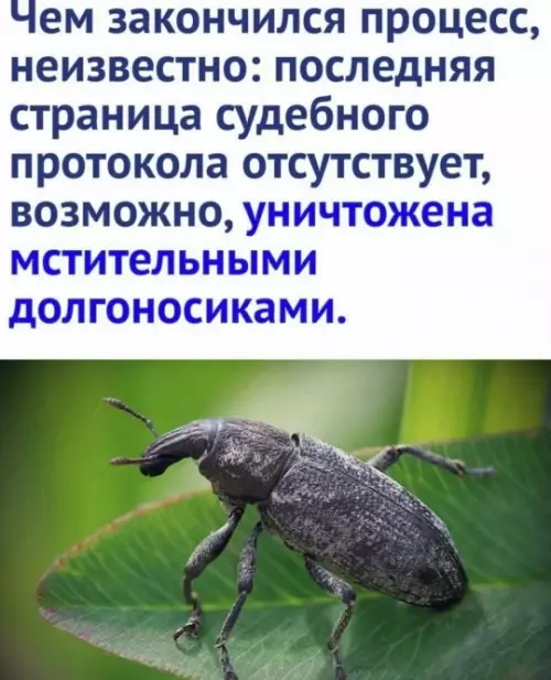 продолжение Суд над жуков-долгоносиков в 1587 году