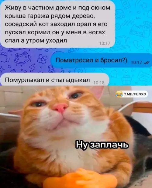 Смешная картинка №747203 А ты что думал Коты