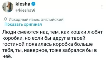 Почему коты — истинные философы 📦🐱 - Люди смеются над тем, как кошки любят коробки, но если
